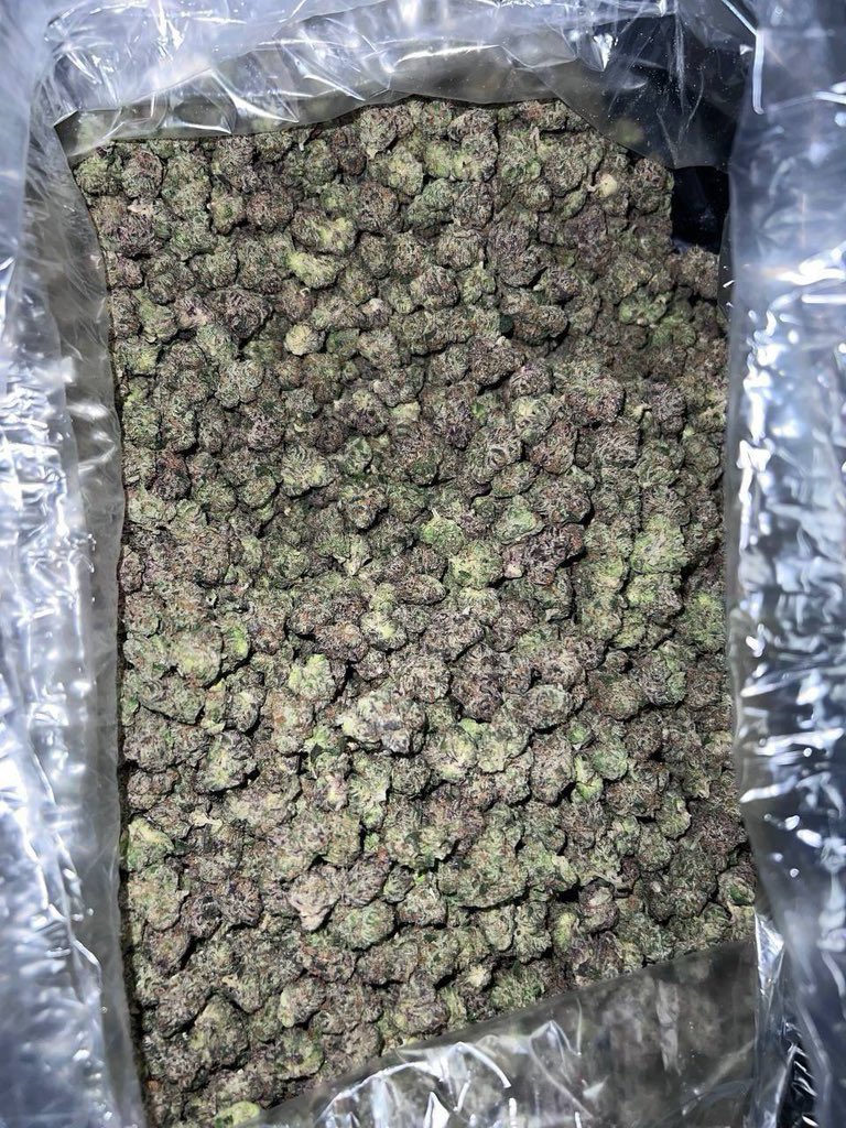JUNKD3LVRRY's tweet photo. Welch’s Grape Smalls
$375 per ps
Grab 10ps $2,000 Shipped 🚢
Grab 20ps $3,500 Shipped 🚢
Grab 30ps $4,500 Shipped 🚢
50-60ps available on hand TODAY
They ALWAYS fly. Get em while we got em 🔥
https://t.co/PkHoMtd3qv
#stayhigh #weedplugusa #cannabisweed #cannabisplug #fourtwenty #UK #weed #cannabis #england #gorillagrow #fastbuds #autoflowers #thca #stoners #stonerslife #highlife #medicalcannabis #thc #cbd #smokers #caliweed #nycweed #atlweed
#texasweed #denverweed #ohioweed #alaskaweed #alabamaweed #Arizonaweed #coloradoweed #delawareweed #floridaweed #oregonweed #nebraskaweed #nevadaweed #newmexicoweed #virginiaweed #Rosin #HashRosin #Solventless #CannabisCommunity #WeedTwitter #Terps #LiveRosin #CannabisCulture #HashHead #ColdCure #FreshPress #CannabisCommunity #DabLife