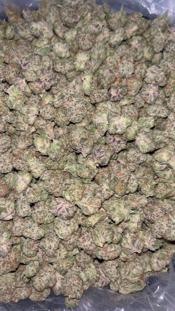 JUNKD3LVRRY's tweet photo. Welch’s Grape Smalls
$375 per ps
Grab 10ps $2,000 Shipped 🚢
Grab 20ps $3,500 Shipped 🚢
Grab 30ps $4,500 Shipped 🚢
50-60ps available on hand TODAY
They ALWAYS fly. Get em while we got em 🔥
https://t.co/PkHoMtd3qv
#stayhigh #weedplugusa #cannabisweed #cannabisplug #fourtwenty #UK #weed #cannabis #england #gorillagrow #fastbuds #autoflowers #thca #stoners #stonerslife #highlife #medicalcannabis #thc #cbd #smokers #caliweed #nycweed #atlweed
#texasweed #denverweed #ohioweed #alaskaweed #alabamaweed #Arizonaweed #coloradoweed #delawareweed #floridaweed #oregonweed #nebraskaweed #nevadaweed #newmexicoweed #virginiaweed #Rosin #HashRosin #Solventless #CannabisCommunity #WeedTwitter #Terps #LiveRosin #CannabisCulture #HashHead #ColdCure #FreshPress #CannabisCommunity #DabLife