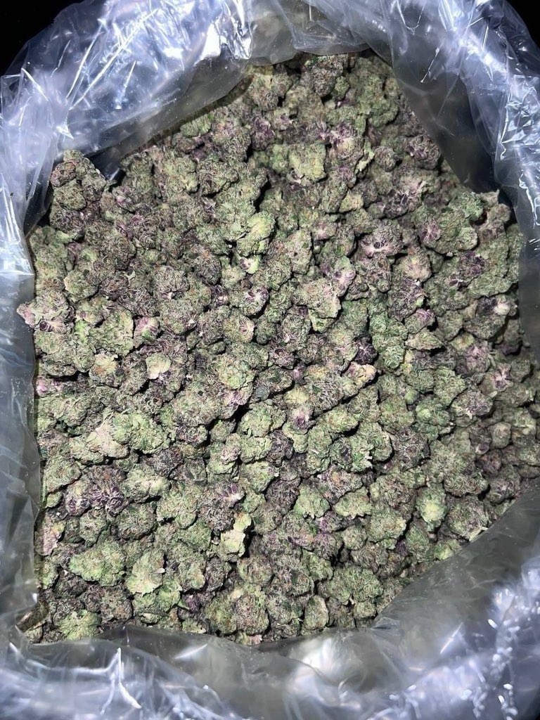 JUNKD3LVRRY's tweet photo. Welch’s Grape Smalls
$375 per ps
Grab 10ps $2,000 Shipped 🚢
Grab 20ps $3,500 Shipped 🚢
Grab 30ps $4,500 Shipped 🚢
50-60ps available on hand TODAY
They ALWAYS fly. Get em while we got em 🔥
https://t.co/PkHoMtd3qv
#stayhigh #weedplugusa #cannabisweed #cannabisplug #fourtwenty #UK #weed #cannabis #england #gorillagrow #fastbuds #autoflowers #thca #stoners #stonerslife #highlife #medicalcannabis #thc #cbd #smokers #caliweed #nycweed #atlweed
#texasweed #denverweed #ohioweed #alaskaweed #alabamaweed #Arizonaweed #coloradoweed #delawareweed #floridaweed #oregonweed #nebraskaweed #nevadaweed #newmexicoweed #virginiaweed #Rosin #HashRosin #Solventless #CannabisCommunity #WeedTwitter #Terps #LiveRosin #CannabisCulture #HashHead #ColdCure #FreshPress #CannabisCommunity #DabLife