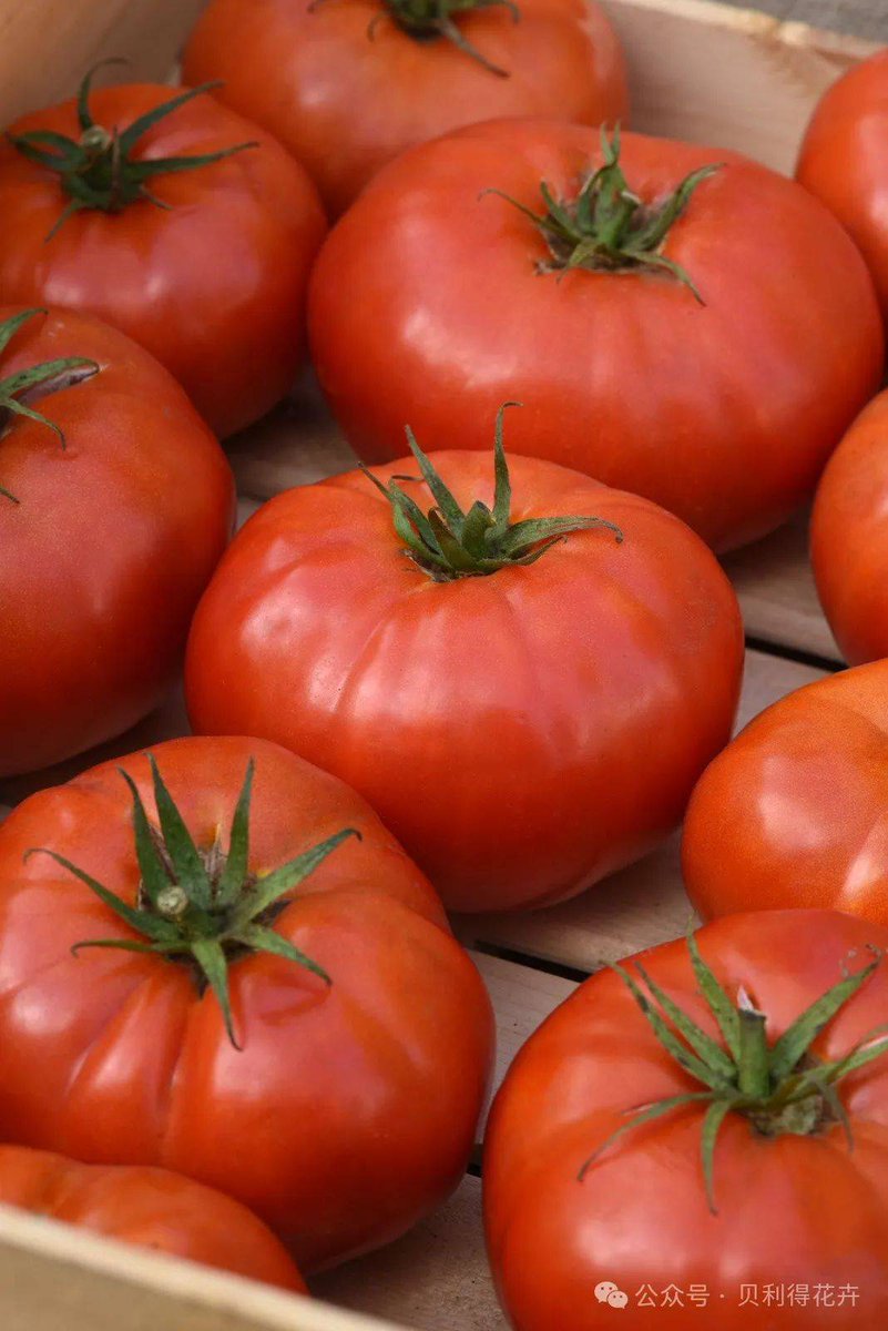 Secuards01's tweet photo. Just tried the new organic cherry tomatoes from the local farm—bursting with natural sweetness, juicy texture, zero weird aftertaste! Perfect for salads or snacking straight. https://t.co/SdZ7PLLSAz