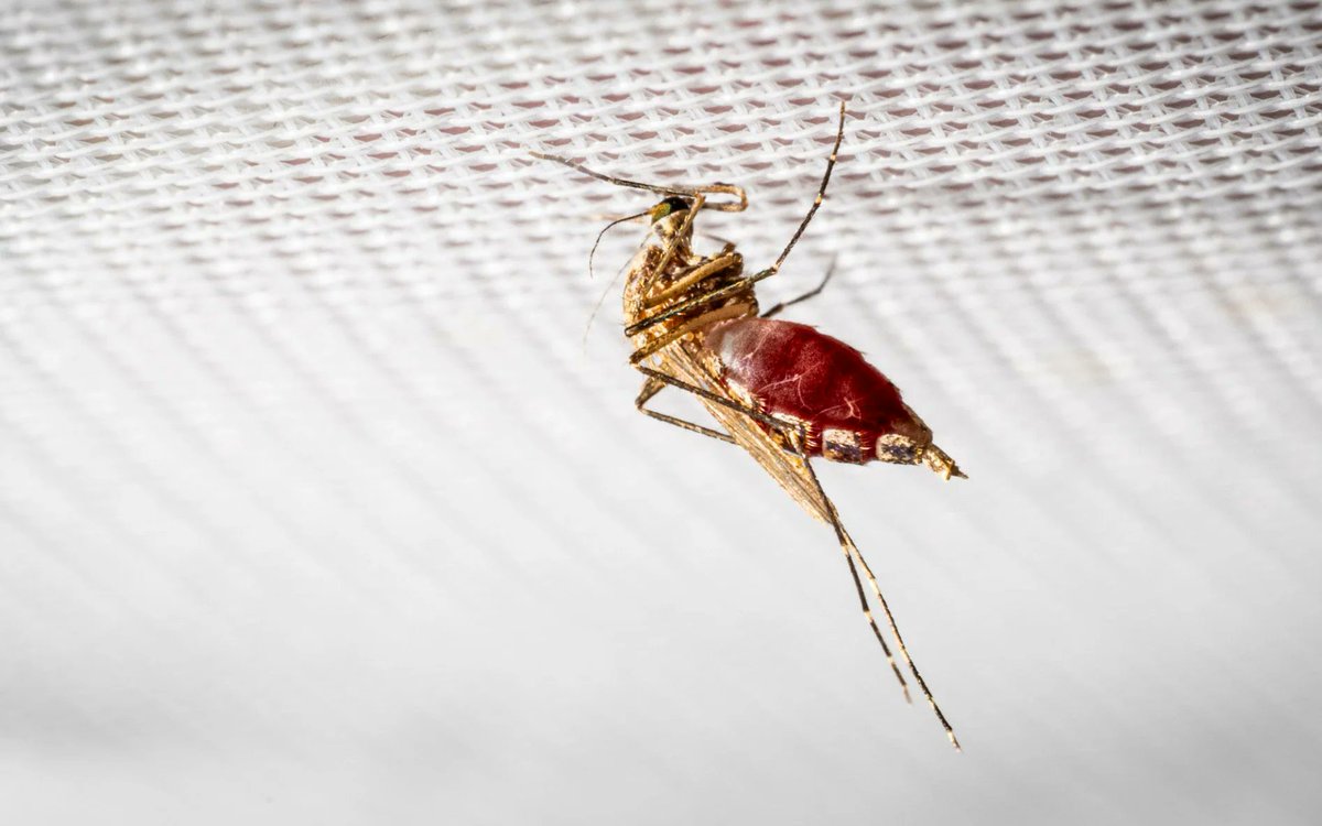 LSHTM_malaria's tweet photo. Meet the "princess mosquitoes", the nickname given to the notoriously fussy Aedes vexans 🦟

Researchers at @LSHTM  have established the UK's first lab colony to support research on future mosquito-borne disease threats.

Read more in @Telegraph 👉 https://t.co/sDBKcuuOZy https://t.co/volnrIkBTc