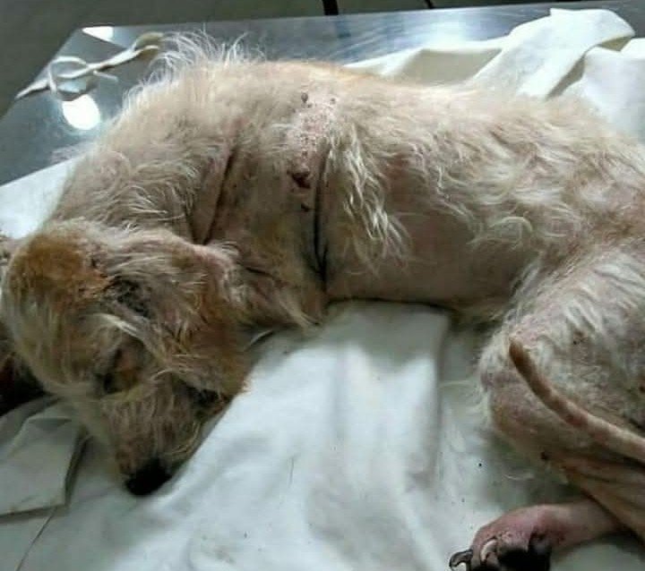 patitas_budgeok's tweet photo. 🚨 AYUDA POR FAVOR ESRA SUFRIENDO 💔 OTRA PERRITA MÁS ABANDONADA 🚨

Está enferma y en condiciones de abandono total. No podemos seguir de largo. Necesitamos ayuda para curarla. 💔

MP: PATITASBUDGE
Banco Nación: PATITASBUDGEOK
Titular: Magdalena Cáceres https://t.co/GAnF6kJYeA