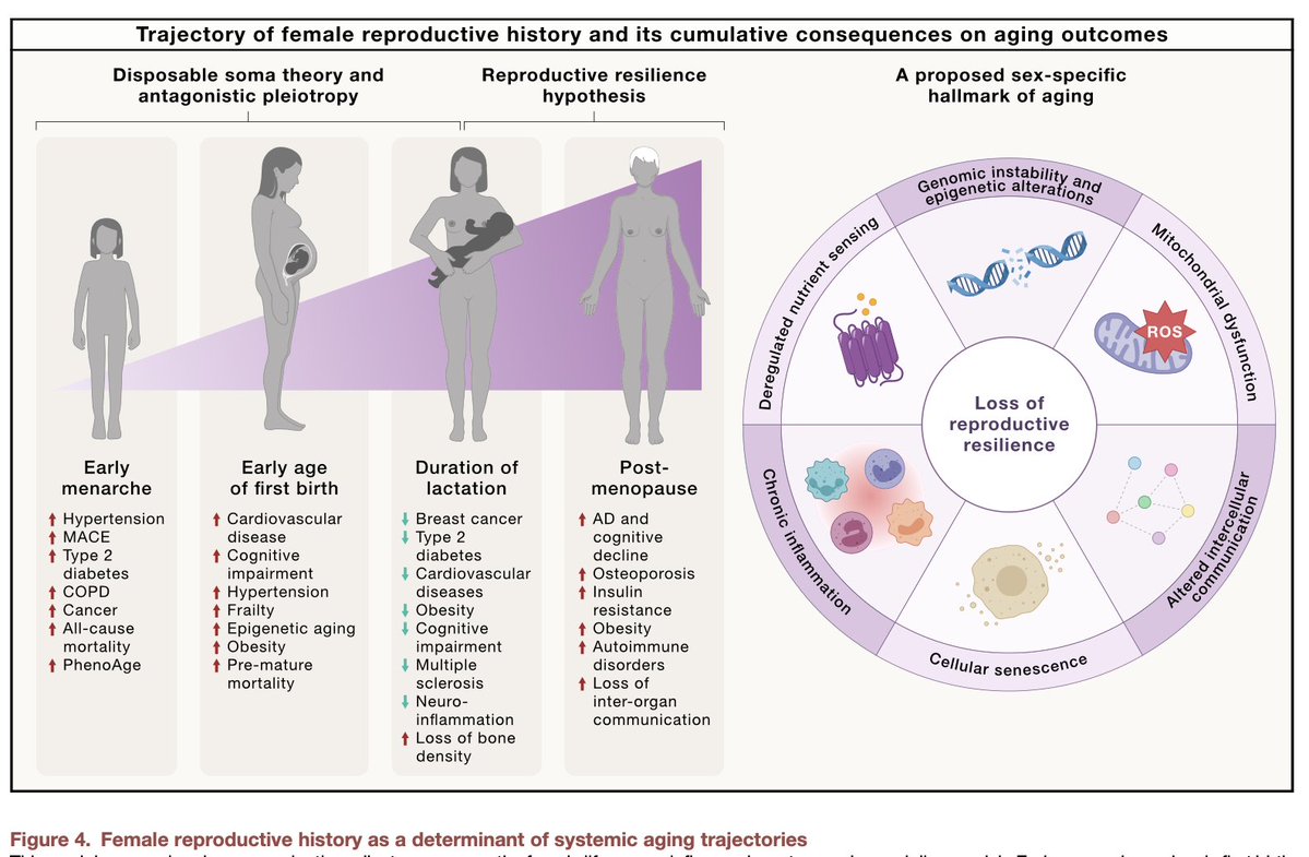 EricTopol's tweet photo. To understand the biology of aging, extending healthspan and promoting longevity, females should be prioritized for research. The reproduction resilience hypothesis @CellCellPress @BuckInstitute 
https://t.co/I4BbH9G3ig https://t.co/Yymct2QnSi