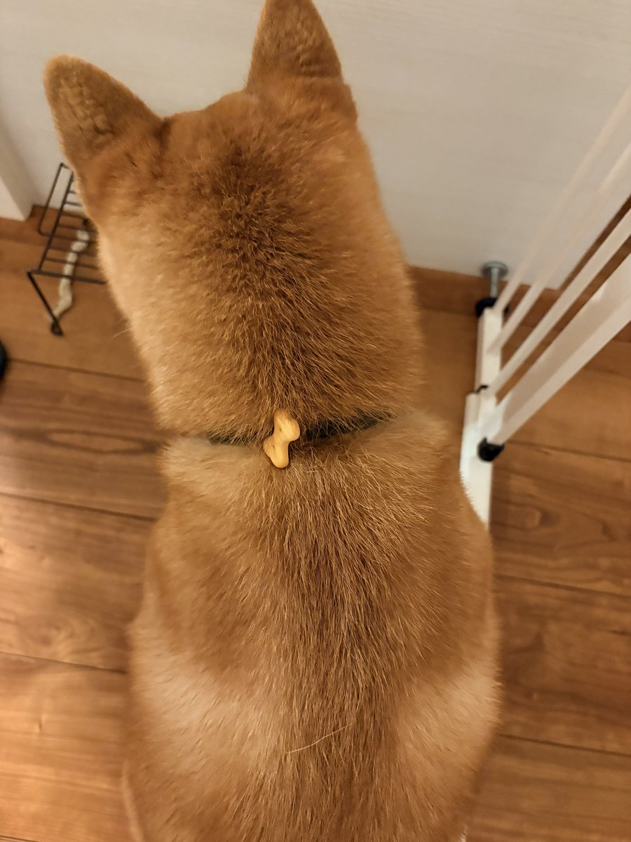 128Asahi's tweet photo. おやつ乗ってるの気づいてなかった笑笑笑

#柴犬 #しばいぬ #犬のいる暮らし #柴犬のいる暮らし #柴犬ライフ #shibainu https://t.co/tZ5hBSG6TG