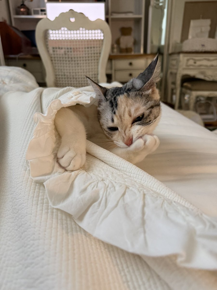 ang_cheese's tweet photo. 뚱실언니 4키로대 입니다 (4.9kg) https://t.co/fBpQyLrMH4