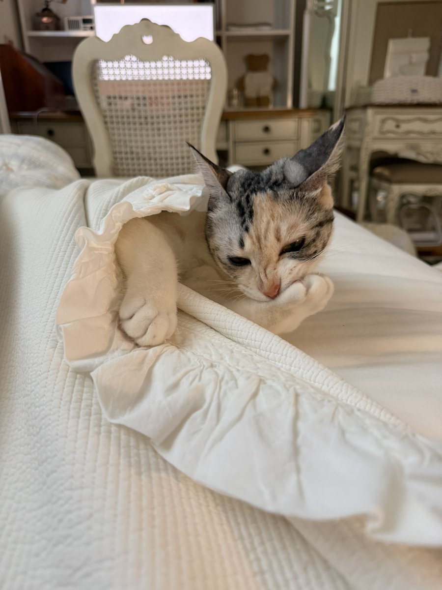 ang_cheese's tweet photo. 뚱실언니 4키로대 입니다 (4.9kg) https://t.co/fBpQyLrMH4