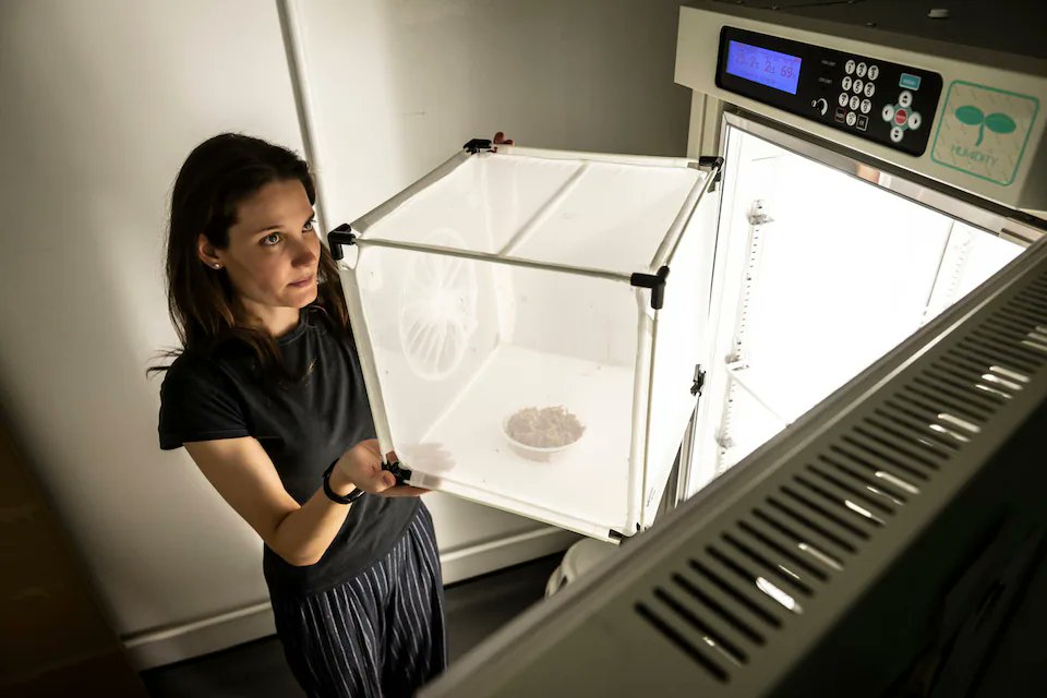 LSHTM_malaria's tweet photo. Meet the "princess mosquitoes", the nickname given to the notoriously fussy Aedes vexans 🦟

Researchers at @LSHTM  have established the UK's first lab colony to support research on future mosquito-borne disease threats.

Read more in @Telegraph 👉 https://t.co/sDBKcuuOZy https://t.co/volnrIkBTc
