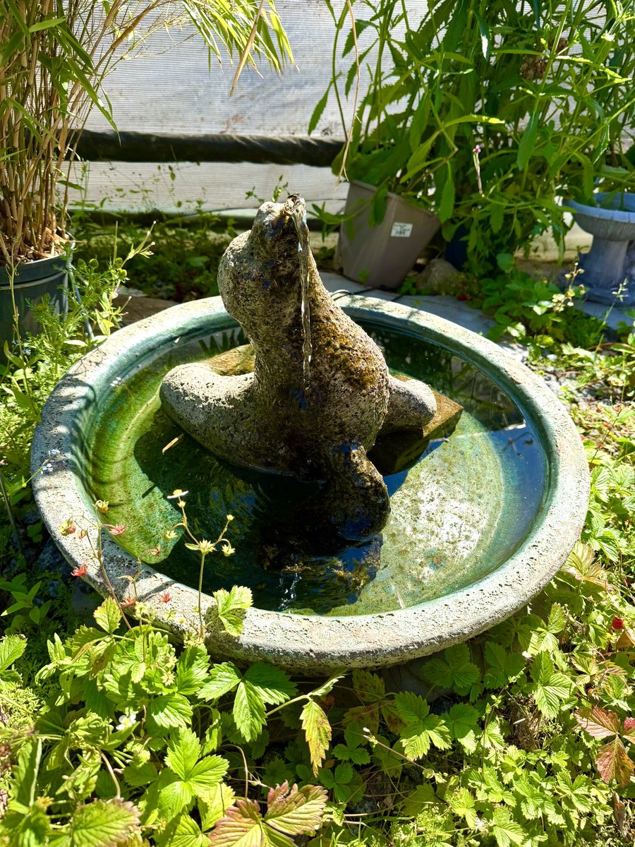 Shlissika's tweet photo. Seal fountain :3 https://t.co/VYz0dXJ73b