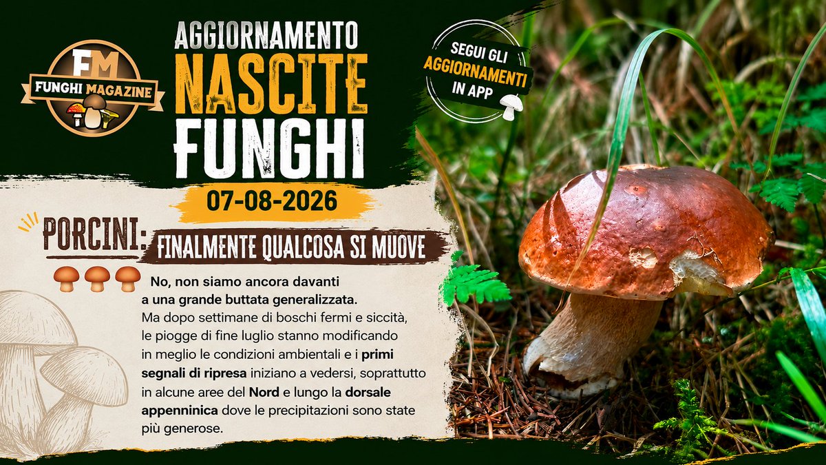 funghimagazine's tweet photo. 🍄 Primi segnali di ripresa!

Le piogge di fine luglio stanno riattivando i boschi: arrivano i primi segnali positivi, ma la grande buttata è ancora lontana. Leggi l'aggiornamento completo. 👉 https://t.co/osoOMlxaR3 https://t.co/btnTacZW73