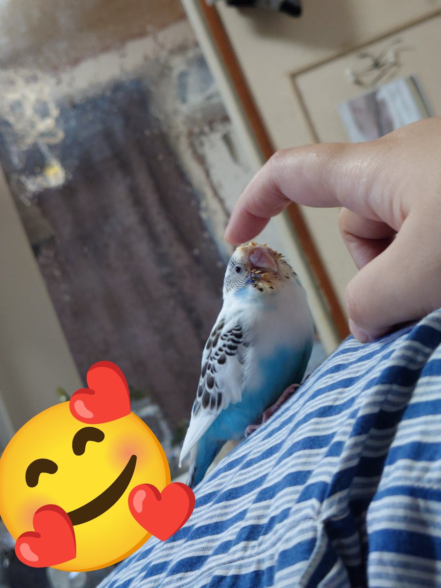 akixion's tweet photo. 最近のとりーず(*ﾟωﾟ)ﾉ https://t.co/IKQfflZy5R