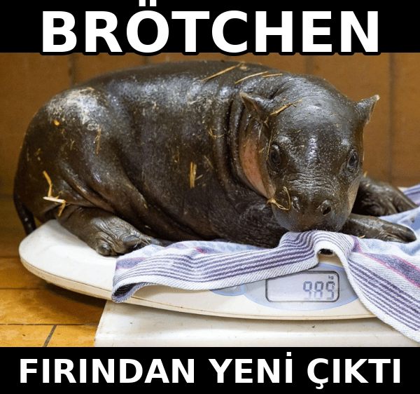 opsionium's tweet photo. Brötchen fırından yeni çıktı, kalite kontrolden geçti ✅ 

$Brötchen #SolanaMemes #pumpfun https://t.co/sIodx6YzOi