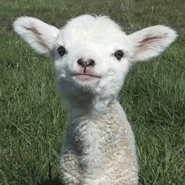 fawnofcain's tweet photo. ryan whelan is a puppy-lamb-bunny https://t.co/qSfPYPa3Zr