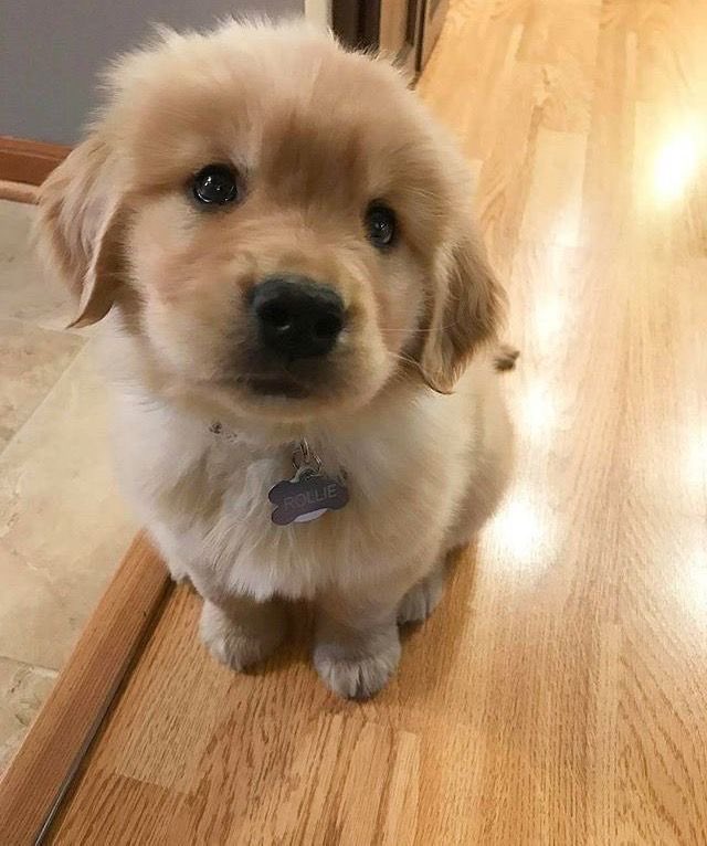 fawnofcain's tweet photo. ryan whelan is a puppy-lamb-bunny https://t.co/qSfPYPa3Zr