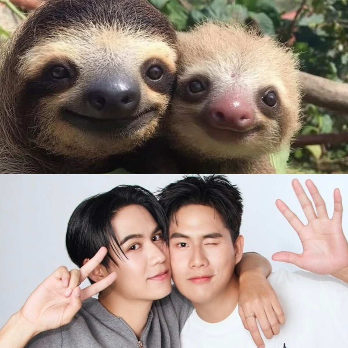 Npun17_'s tweet photo. อันไหนสลอธตุวจิงงงง🦥🦥 https://t.co/kaSrcXojTR