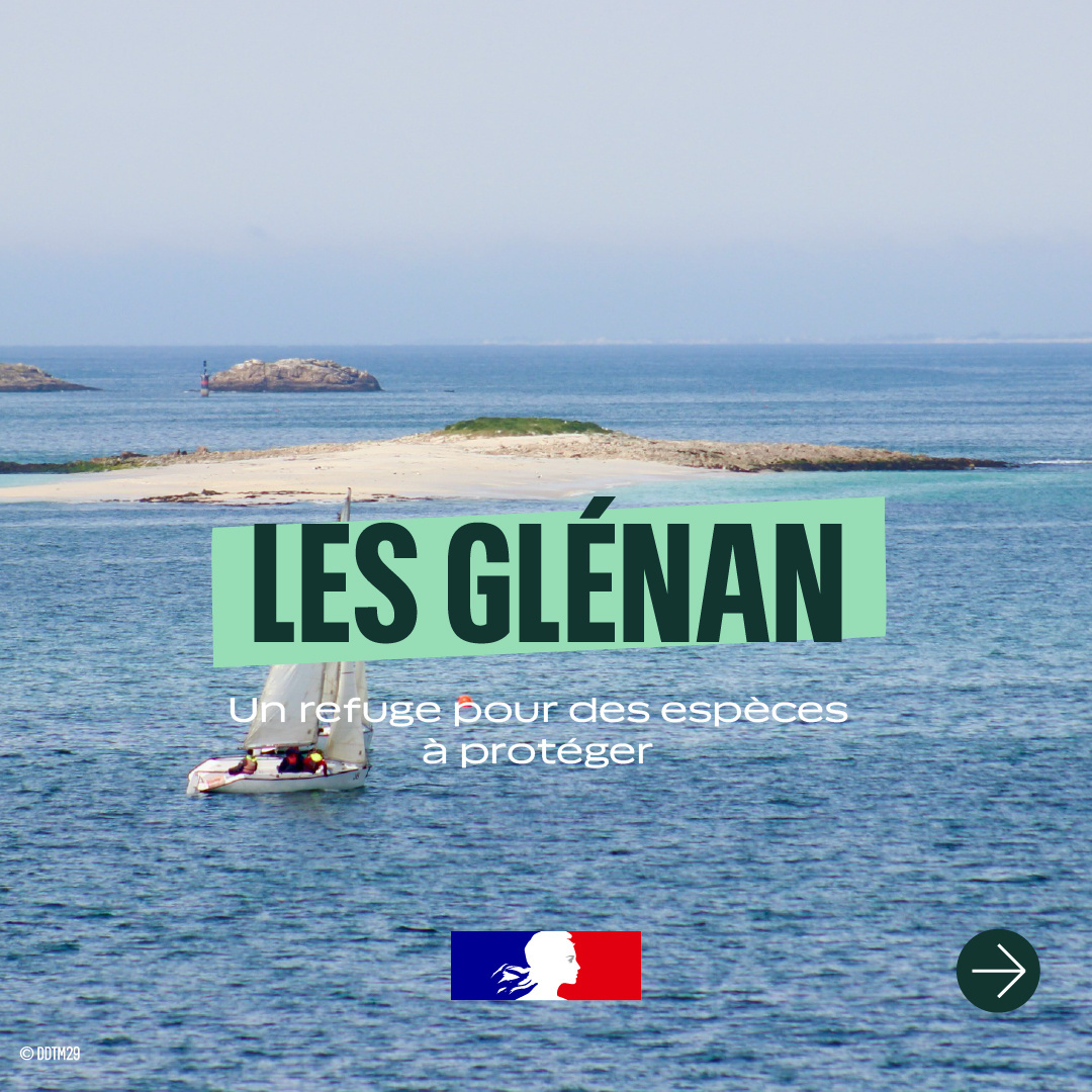Image de Préfet du Finistère - #Glénan |🏝 Les Glénan abritent bien plus que des paysages d'exception. L'archipel constitue un refu