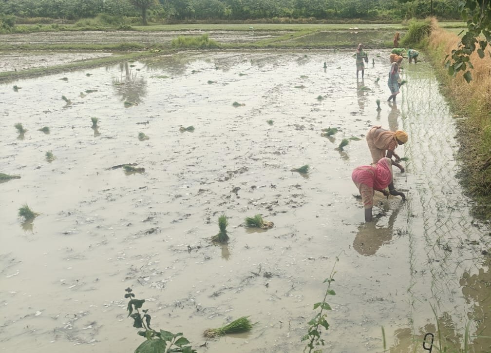 OSSCLtd's tweet photo. The transplanting of the Pooja variety of paddy has commenced at Babanpur Seed Farm, marking an important milestone in the journey towards producing premium-quality seeds.
#OSSC #OdishaAgriculture#QualitySeeds https://t.co/l6a9y52bKb
