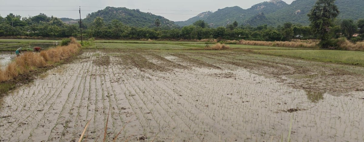 OSSCLtd's tweet photo. The transplanting of the Pooja variety of paddy has commenced at Babanpur Seed Farm, marking an important milestone in the journey towards producing premium-quality seeds.
#OSSC #OdishaAgriculture#QualitySeeds https://t.co/l6a9y52bKb