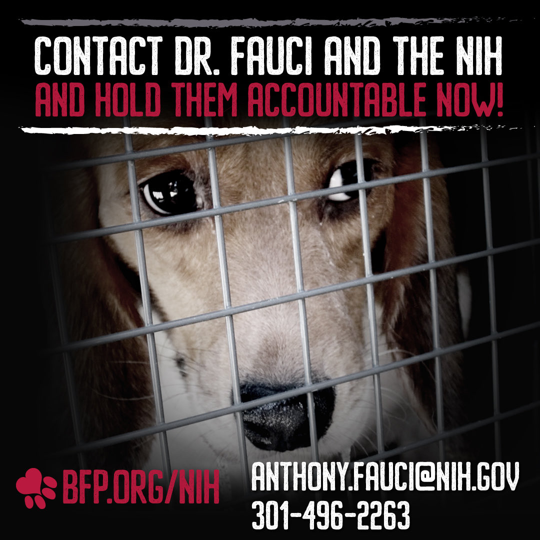ovvieweditor's tweet photo. @SenateDems INVESTIGATIONS - FAUCI WUHAN GAIN-OF-FUNCTION.
• 1/13/20: COVID-19: Born in N. Carolina, SOLD to WUHAN LAB, Optimized for Pandemic Spread, “Emerging evidence strongly suggests a research collaboration between a North Carolina scientist and two Wuhan….”  https://t.co/CvgNZMw7NU https://t.co/lFXQ0xmtWN