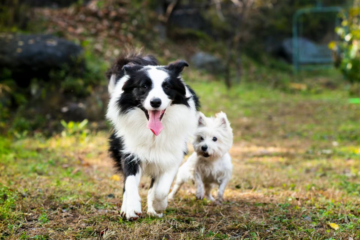 FayeBoomProject's tweet photo. When your tiny fur ball turns into a fluffy adventure buddy in 6 months  Growth hits different with pets! https://t.co/DHV7RGxafG