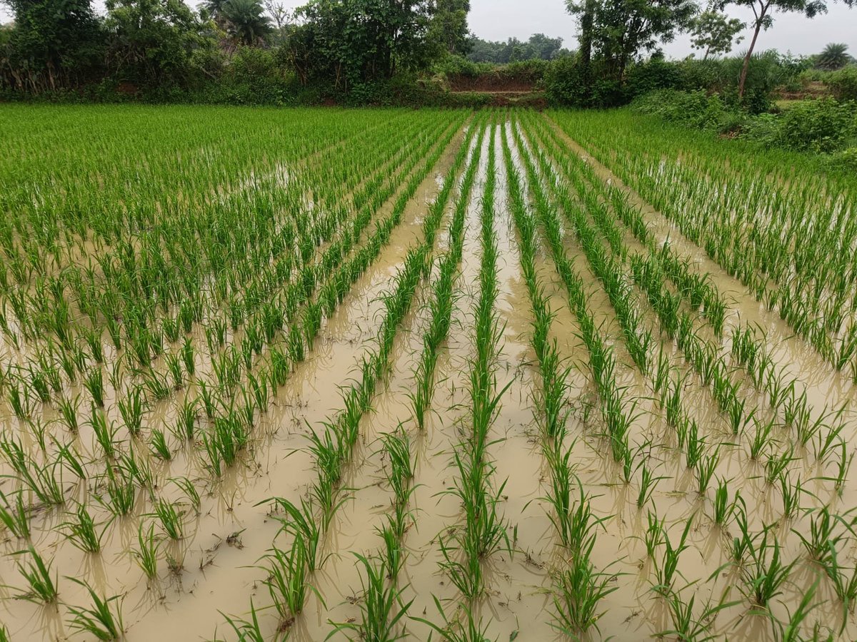 OSSCLtd's tweet photo. The lush green fields of transplanted MTU-1001 paddy at Babanpur Seed Farm stand as a symbol of progress and commitment to nurture excellence in agriculture. 
#OSSC#OdishaAgriculture#QualitySeeds https://t.co/qF0e2T7q8b
