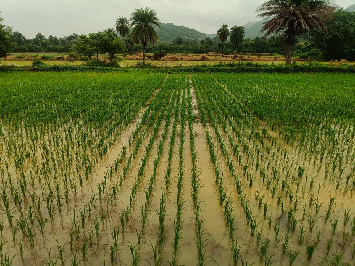OSSCLtd's tweet photo. The lush green fields of transplanted MTU-1001 paddy at Babanpur Seed Farm stand as a symbol of progress and commitment to nurture excellence in agriculture. 
#OSSC#OdishaAgriculture#QualitySeeds https://t.co/qF0e2T7q8b