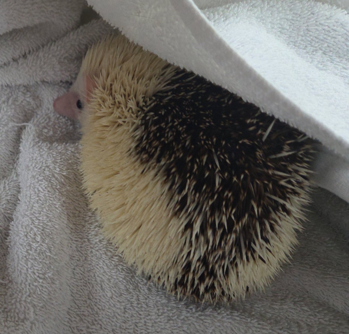 HHHedgehogs's tweet photo. The after bath.... https://t.co/7KZnBKAck2