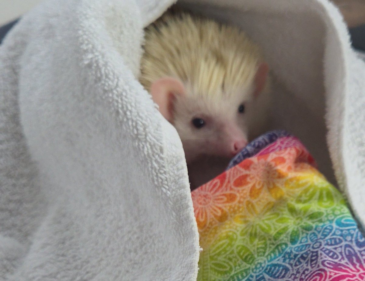HHHedgehogs's tweet photo. The after bath.... https://t.co/7KZnBKAck2