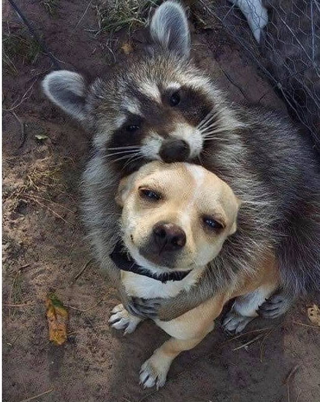 EntropySloth201's tweet photo. @GodisntaHo @VexingVixxen Oooooh, come here, you, get a big hug! https://t.co/6uqjurZJOS