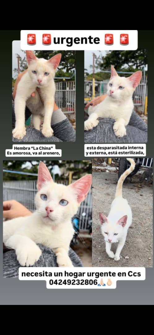 infinitoanimal2's tweet photo. 🆘🆘🆘 DIFUNDIR POR FAVOR LE BUSCAN FAMILIA RESPONSABLE ESTA EN CCS RT @NuriTrejo https://t.co/U9DS8Cm706