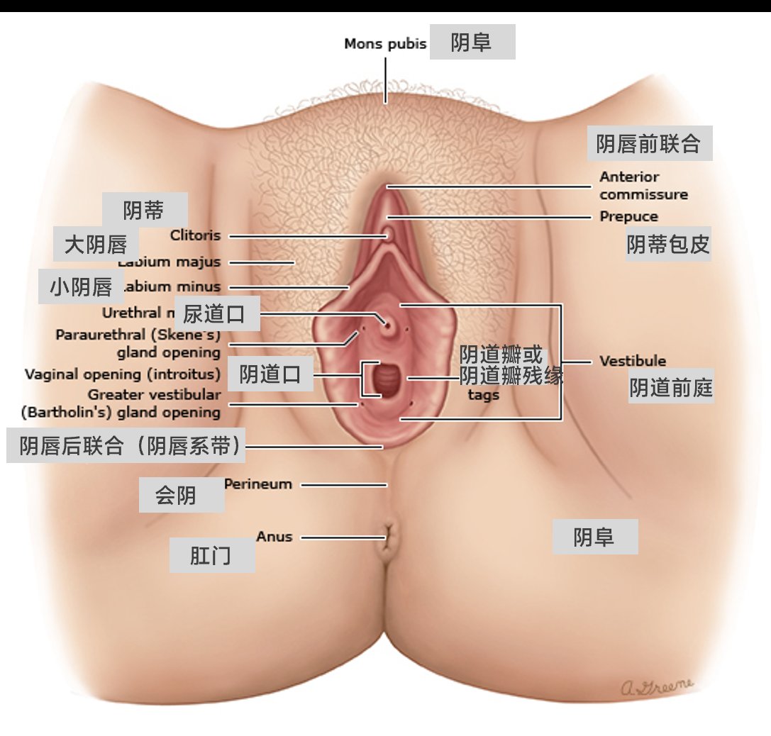 CaptainL16's tweet photo. 前庭大腺：位于阴道口两侧的腺体，开口于阴道前庭，分泌液体帮助润滑阴道。3, 5 此外，尿道口周围还有斯基恩氏腺（又称“女性前列腺”），能分泌液体，与部分女性在性兴奋时尿道口流出液体（俗称“潮喷”）有关。#母狗 #骚逼 #反差 #女大十八禁 https://t.co/Wmrr4BOwn1