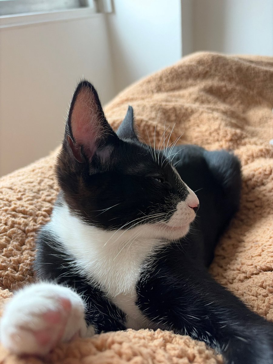 MaguiAmbrosini's tweet photo. @mecceree La buena vida de una gatita bebé https://t.co/UAz1Uz6l4L