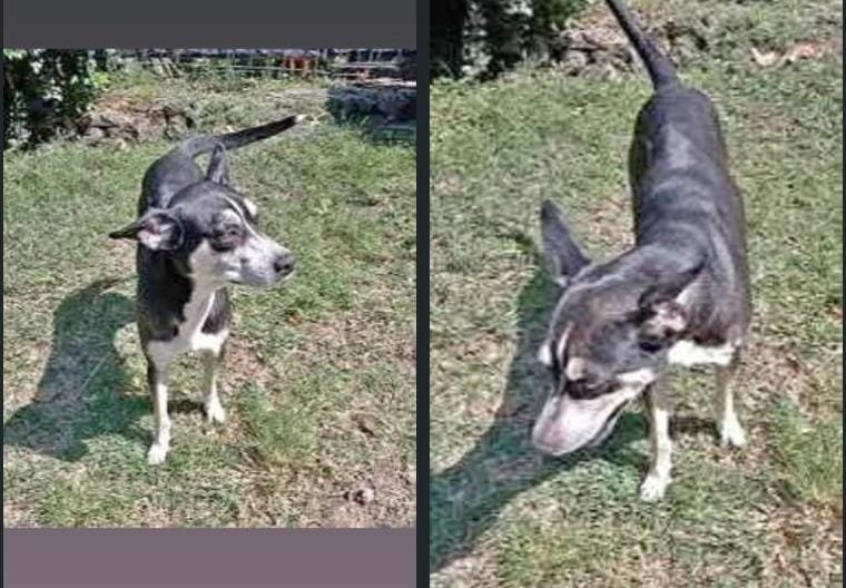 lyssitta's tweet photo. SERVICIO SOCIAL✅️
SE BUSCA A SU FAMILIA 📣‼️

Se busca a los dueños de esta perrita por si a alguien se le ha extraviado aqui en la altavista o si le pueden dar resguardo 
Info 75542837 https://t.co/kebMEEHqnQ