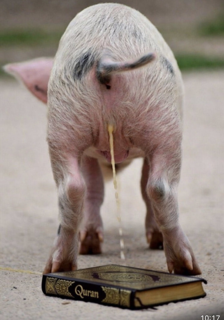Neccccy's tweet photo. Good piggy !! https://t.co/9bVbh9Dvve