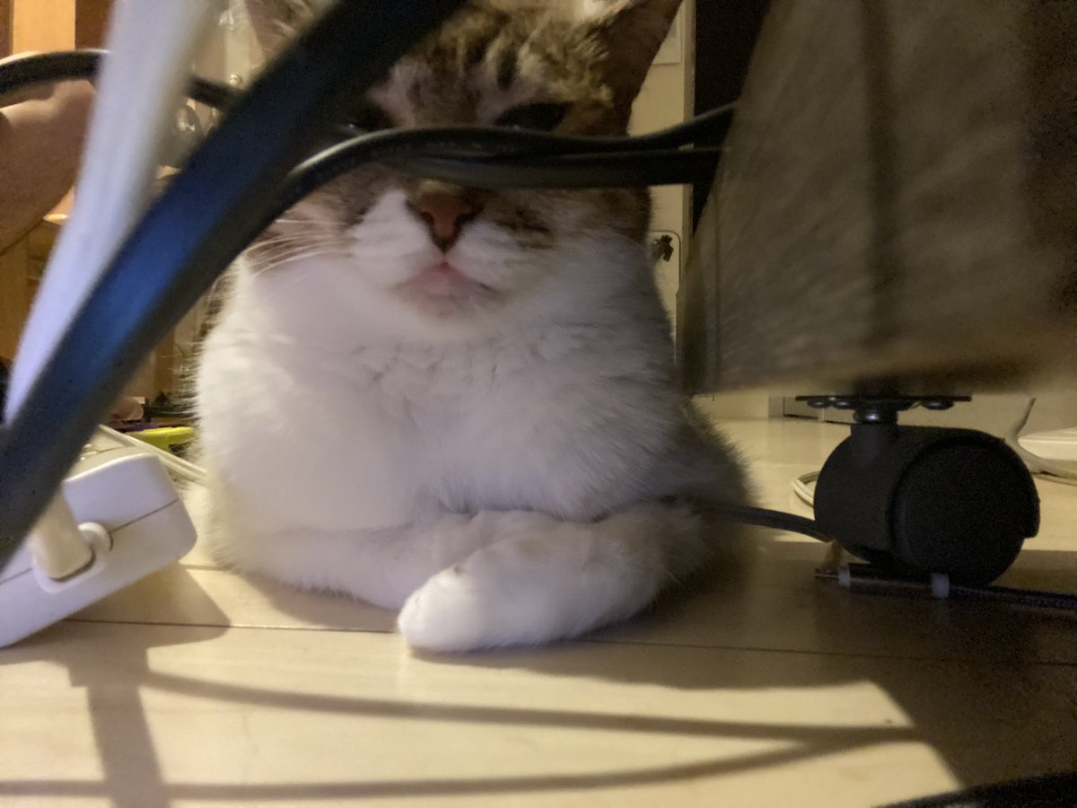 __________gs400's tweet photo. #SiMねこ盤 https://t.co/xsCQjOanJ3