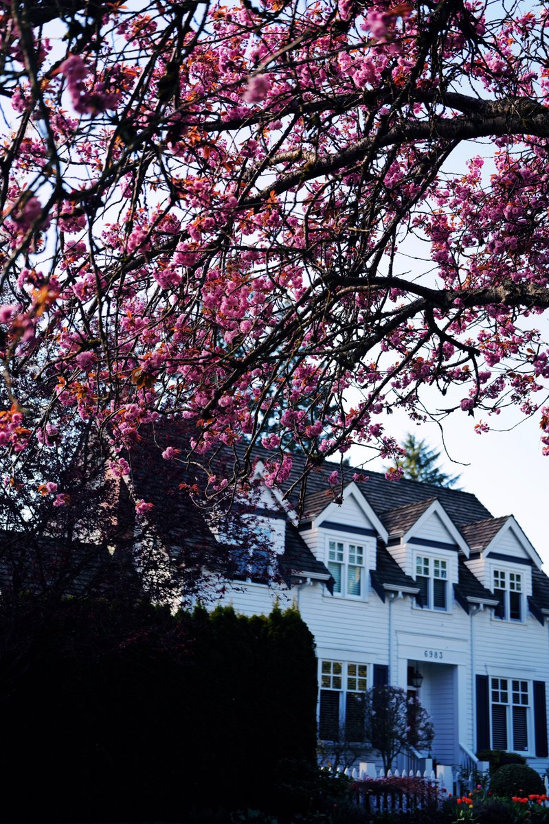 Melody7444's tweet photo. Spring memories never lose their color. 🌸 https://t.co/TIDFrhw8nl