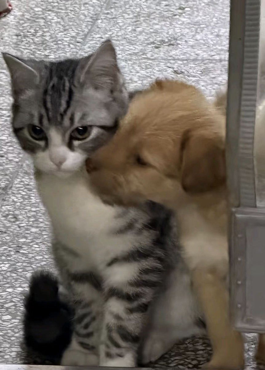 twaniimals's tweet photo. https://t.co/09cANZRzN5