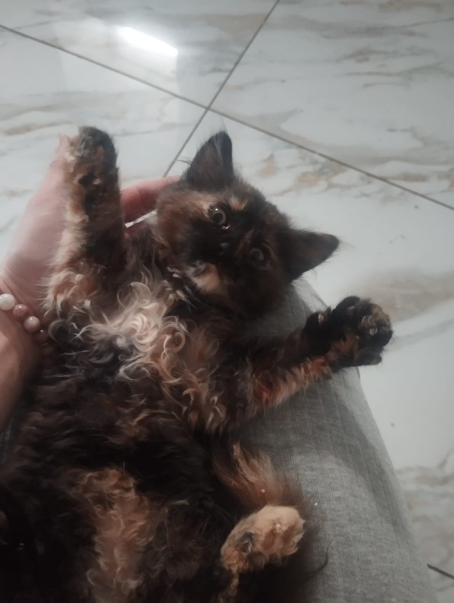 Sayravem's tweet photo. Котенята з #Немирів дуже потребуть родини
Можу привезти вам маля потягом. 
Котенят 15, подруга бере всіх, кого може забрати і її притулок вже просто захлинається.

0639661606
Катерина
Більше котенятків у треді https://t.co/XDxzCZkksN