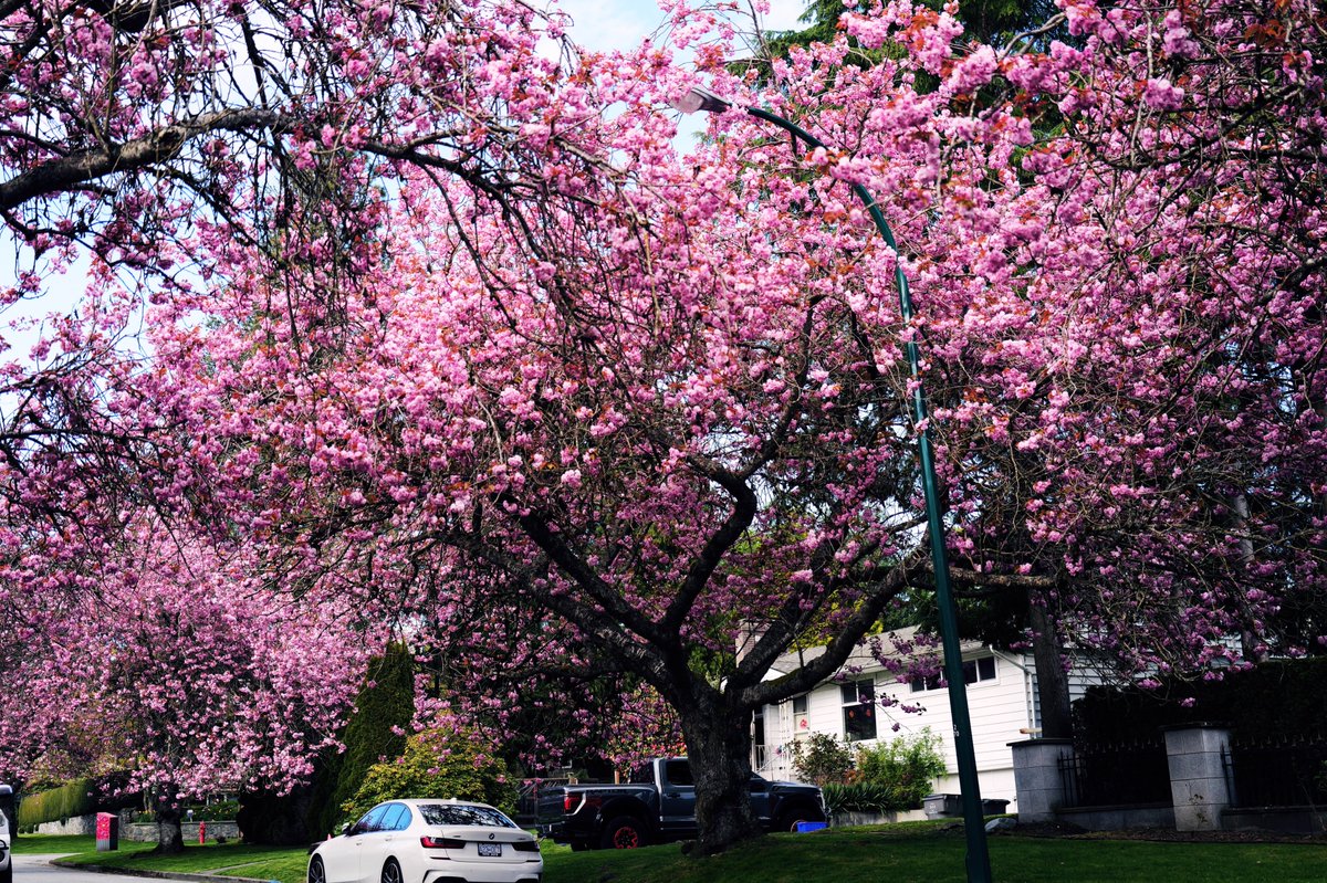 Elena43531's tweet photo. Cherry blossoms always leave a lasting impression. 🌸 https://t.co/QeYyKsDo48