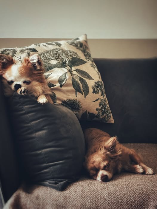 Petworldcart's tweet photo. Treat your furry companion to products made for comfort, fun, and adventure. Discover new favorites for every wag and purr! 🐈🐶

https://t.co/pvRksQy2HT

#PetWorldCart #PetProducts #Thursdayvibe https://t.co/r2yAjdIbAY