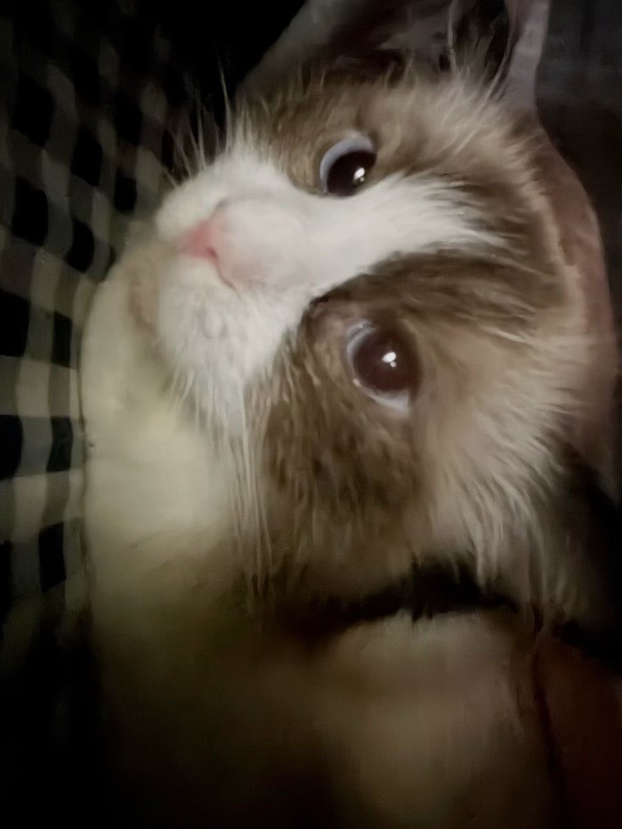 CTucker14007's tweet photo. 世上最幸福的事就是抱着我家猫咪窝在被子里睡觉觉 https://t.co/BUSaVm8P8s