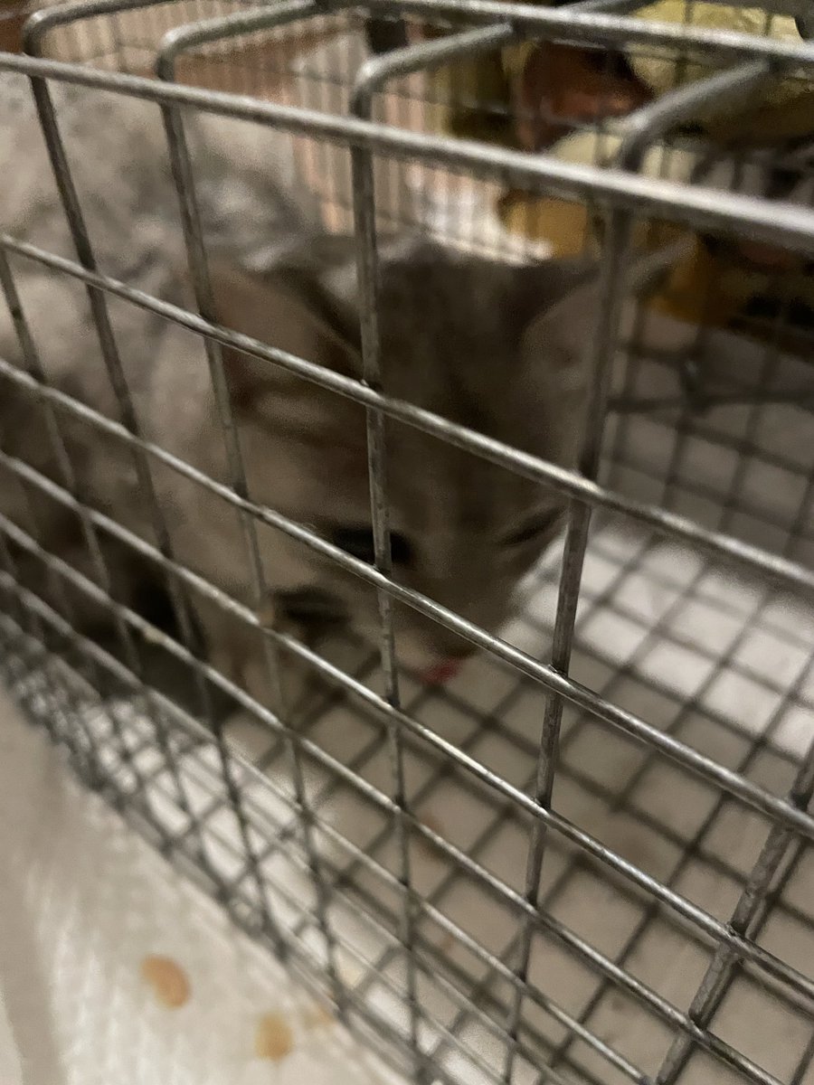 ccv71477's tweet photo. 無事捕獲できました‼︎
捕獲の仕方を教えてくれた方、心配してコメントくれた方、リポスト、いいねして拡散してくれた方々本当に本当にありがとうございました😭🙏
皆様のおかげでまたハクに会うことができました😭 https://t.co/RDy2ilXtny
