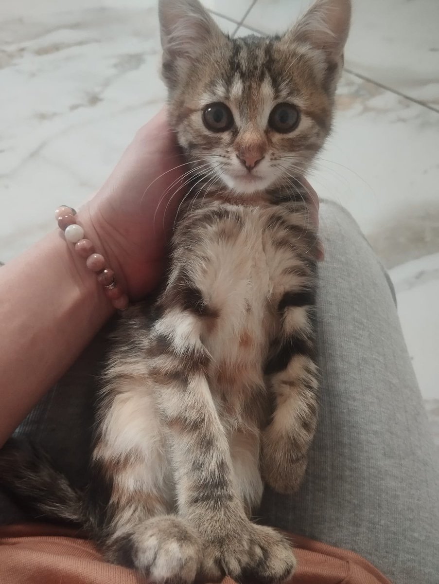 Sayravem's tweet photo. Котенята з #Немирів дуже потребуть родини
Можу привезти вам маля потягом. 
Котенят 15, подруга бере всіх, кого може забрати і її притулок вже просто захлинається.

0639661606
Катерина
Більше котенятків у треді https://t.co/XDxzCZkksN