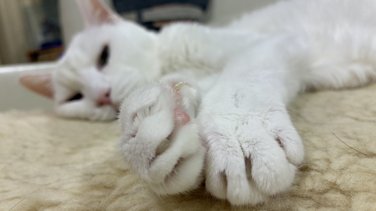 Missileshinchan's tweet photo. きょうのぷーちん https://t.co/KzESmwxBep