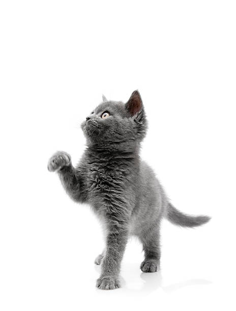 alenaBehullXD's tweet photo. 山頂の絶景を猫と共有🏔️🐱 https://t.co/0qCqctCmaQ