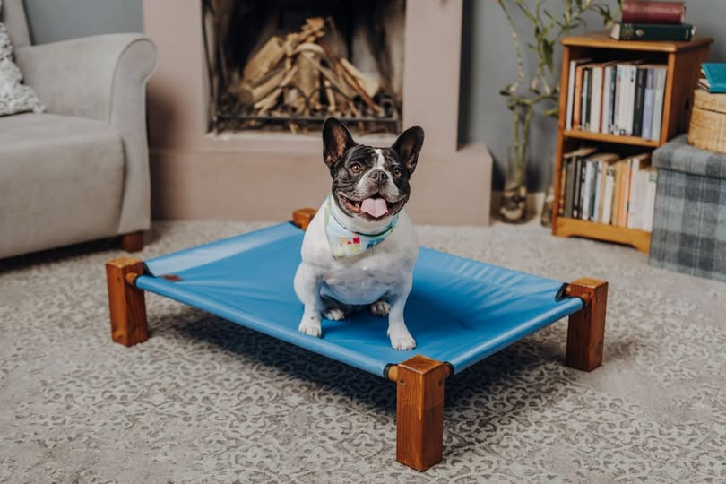 Petworldcart's tweet photo. Elevated pet furniture can offer pets a better view of their surroundings while creating a stylish addition to your home. Does your pet enjoy watching the world go by? Add a photo of their favorite spot! 

#PetFurniture #Petworldcart #Thursdayvibe
 https://t.co/Tfohspsrhq https://t.co/FY1jQIJ1Uo