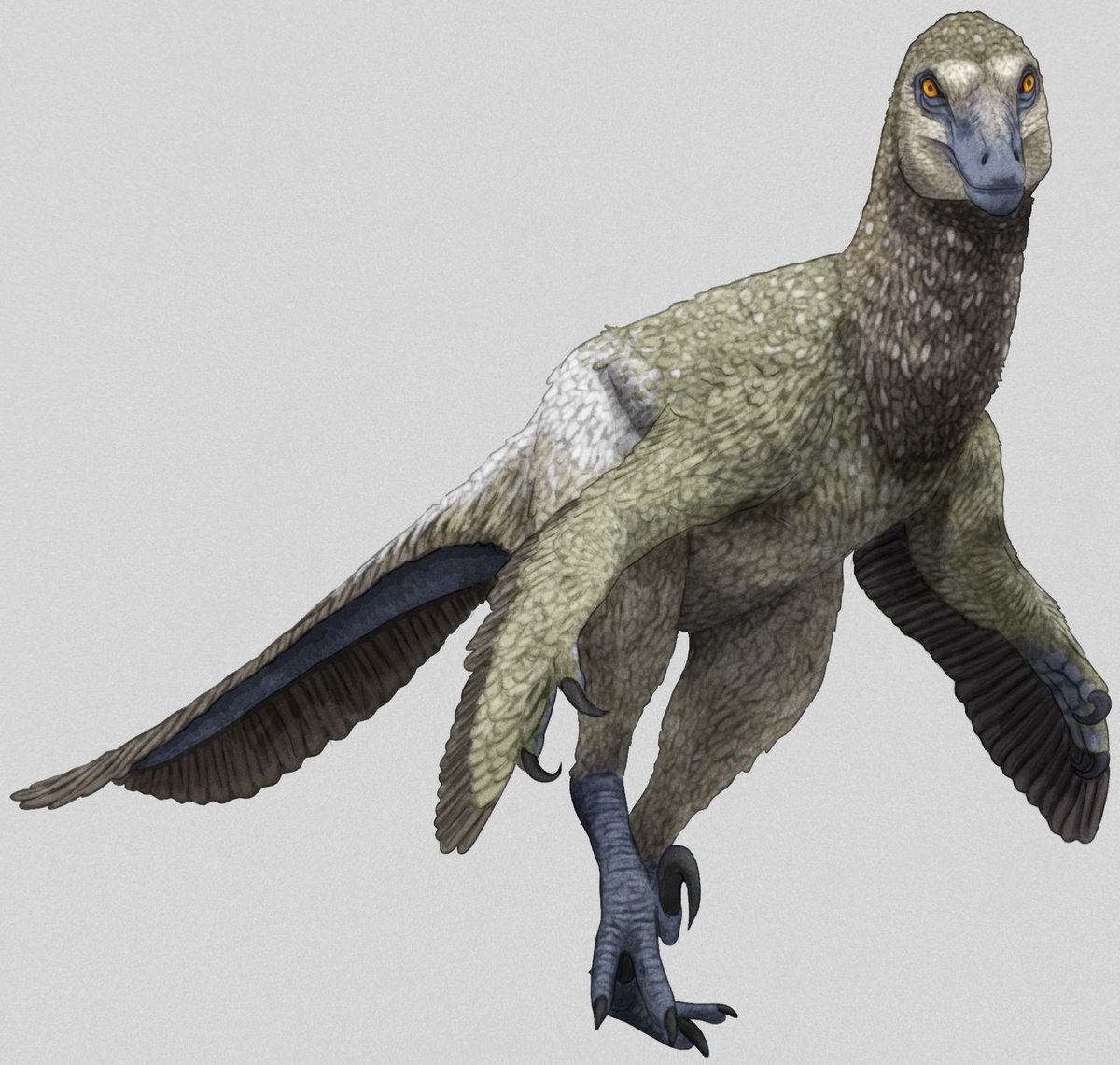 JedTaylorArtist's tweet photo. I don't think I have ever shared this Velociraptorine from a few years ago. https://t.co/IHQqFLlhUY