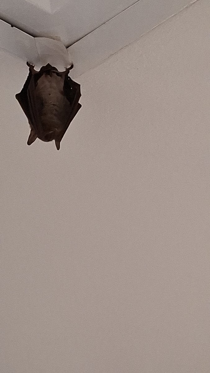 ElArthur017's tweet photo. Por primera vez en mi vida al fin me topo a un murciélago 💜💜💜 https://t.co/4Aac2K0Qjt