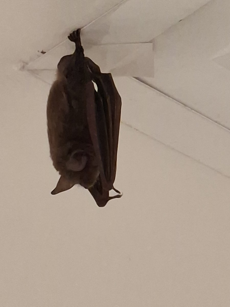 ElArthur017's tweet photo. Por primera vez en mi vida al fin me topo a un murciélago 💜💜💜 https://t.co/4Aac2K0Qjt