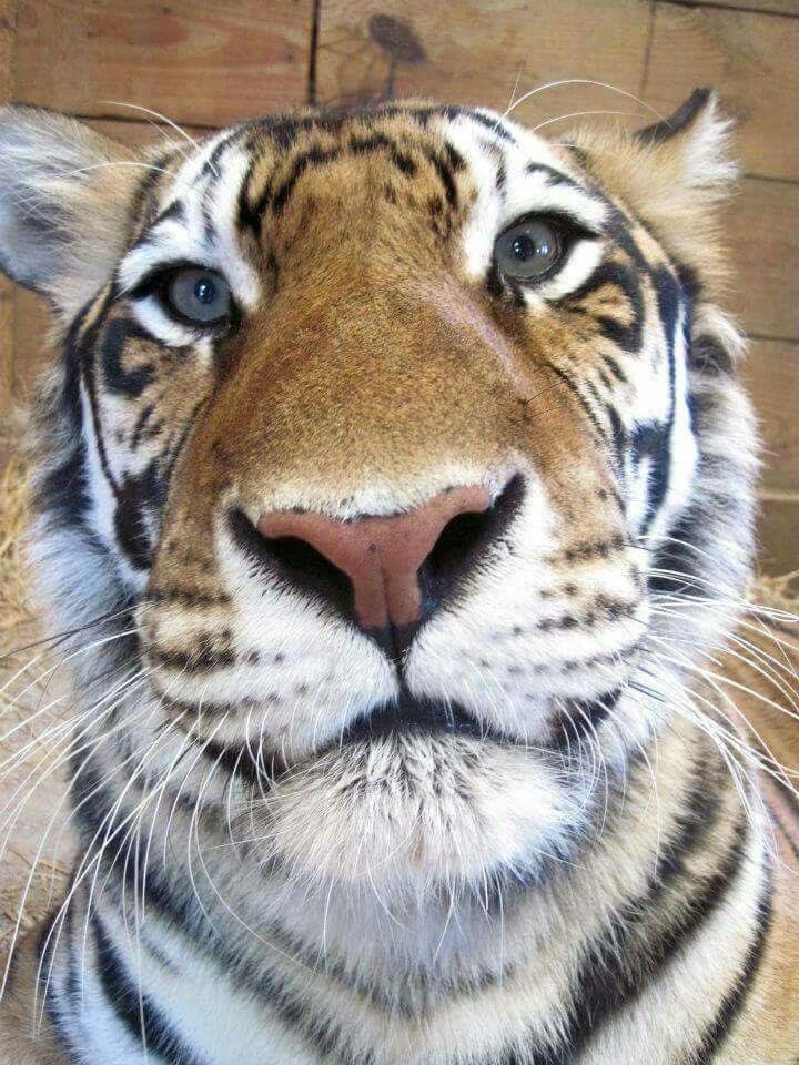 Tigressincrisis's tweet photo. the eyes https://t.co/3WTCQiKltk