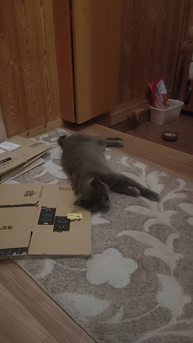 Shingen_Pig's tweet photo. 1年前から実家の前に現れるようになった元飼い猫であろう野良猫が最近実家に入ってくるようになった　実家に入ってからずっと寝てばかりで心配していたが急に体調が悪くなって病院に行ったら感染症やその他諸々で状態は良くない　助けを求めて来たんだろうな元気になってほしい涙が出てきます https://t.co/6QWmTjaan8